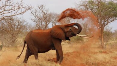 An African elephant playfully throws dust in a vibrant savanna landscape.