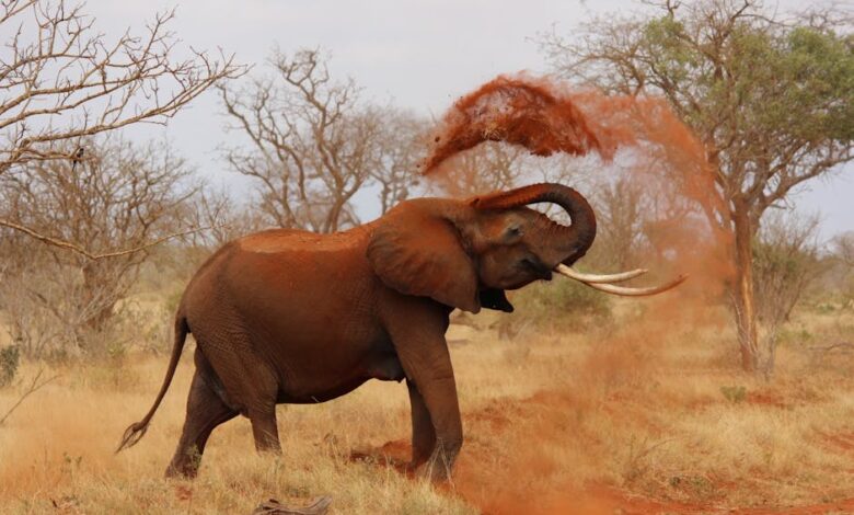 An African elephant playfully throws dust in a vibrant savanna landscape.