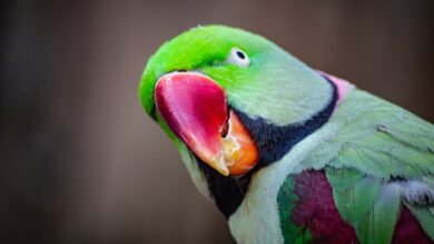 Detailed portrait of a colorful Alexandrine parakeet showcasing vivid feathers.