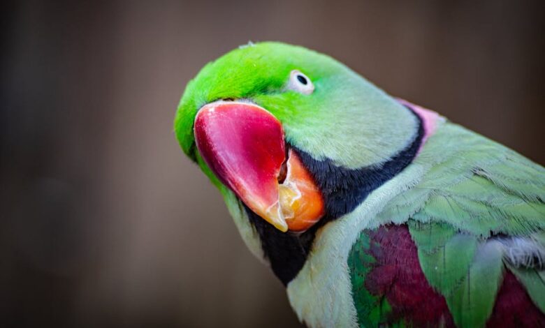 Detailed portrait of a colorful Alexandrine parakeet showcasing vivid feathers.