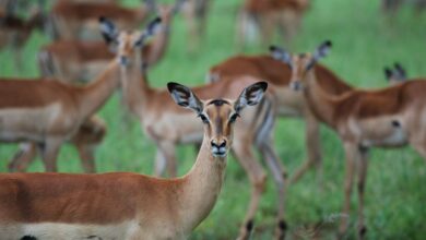 A herd of impalas grazing peacefully in Kruger National Park, South Africa.