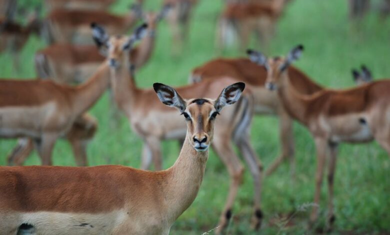 A herd of impalas grazing peacefully in Kruger National Park, South Africa.